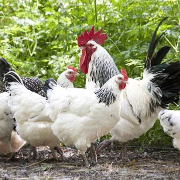 Small-Scale Farming