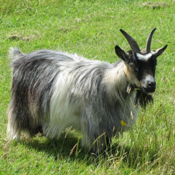 The Pygmy Goat Domestic Breed