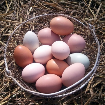 Light Sussex Hatching Eggs For Sale