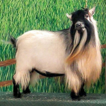 Pygmy Goats Popularity As Pets